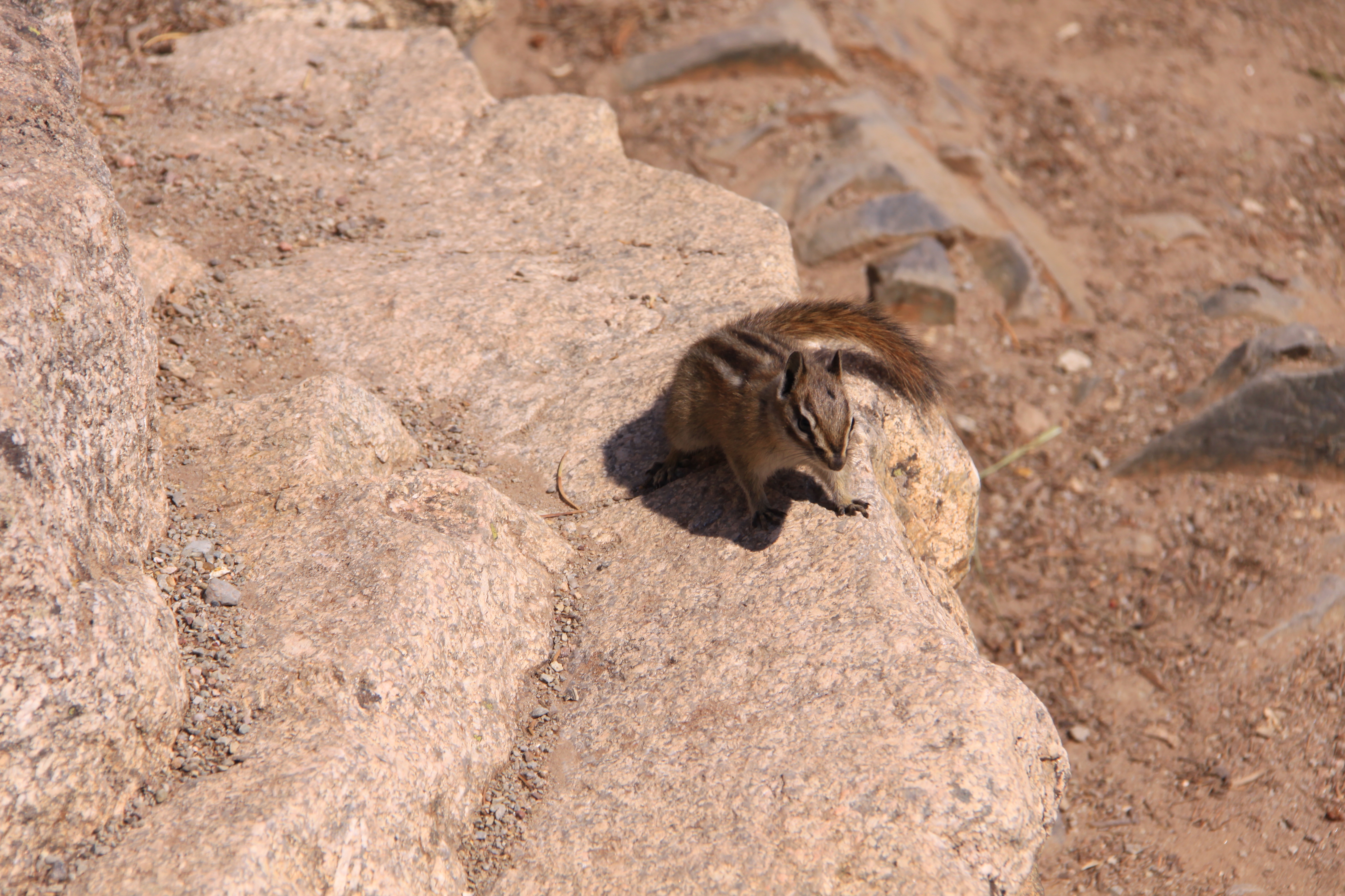 Chipmunk