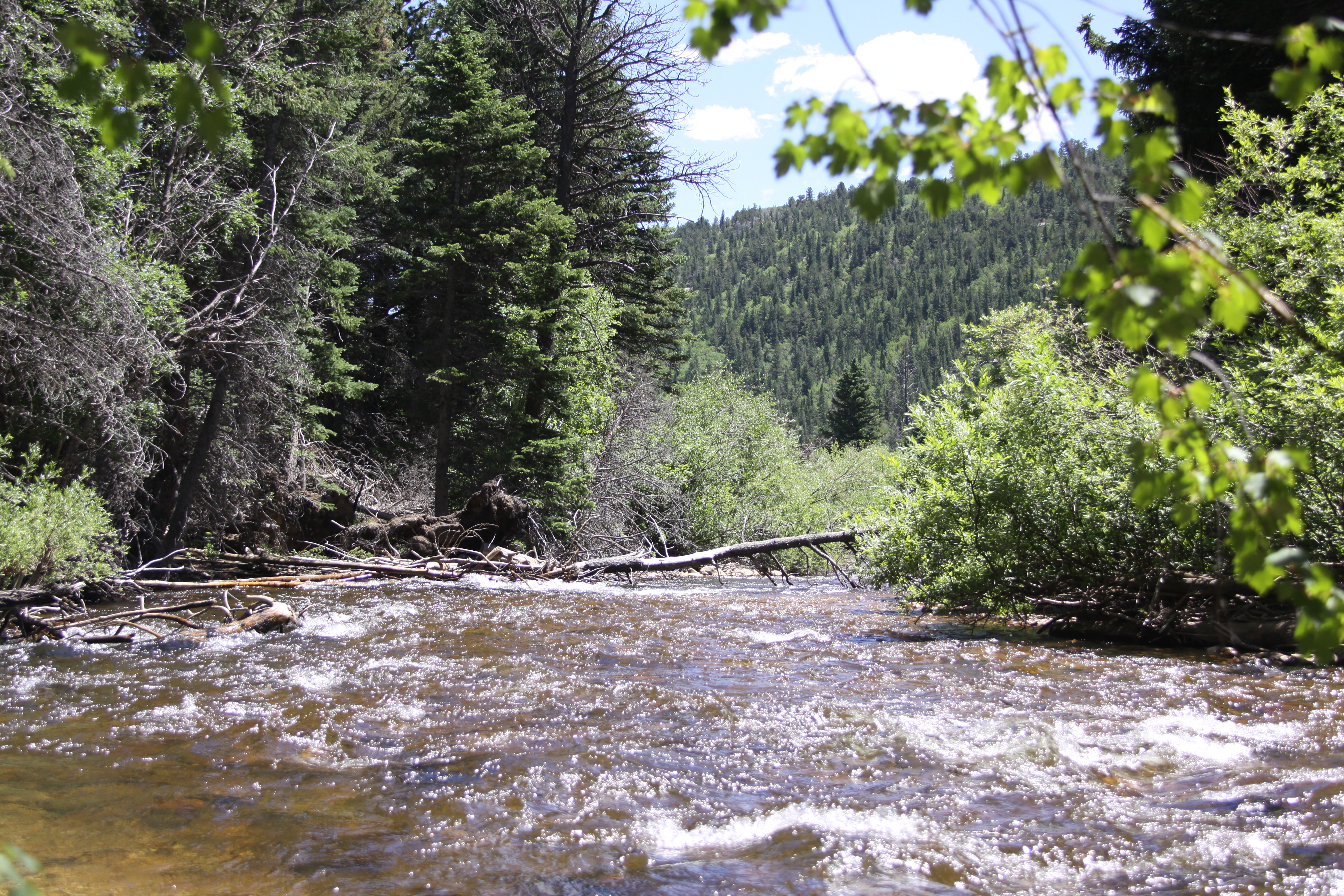 Nature Scene