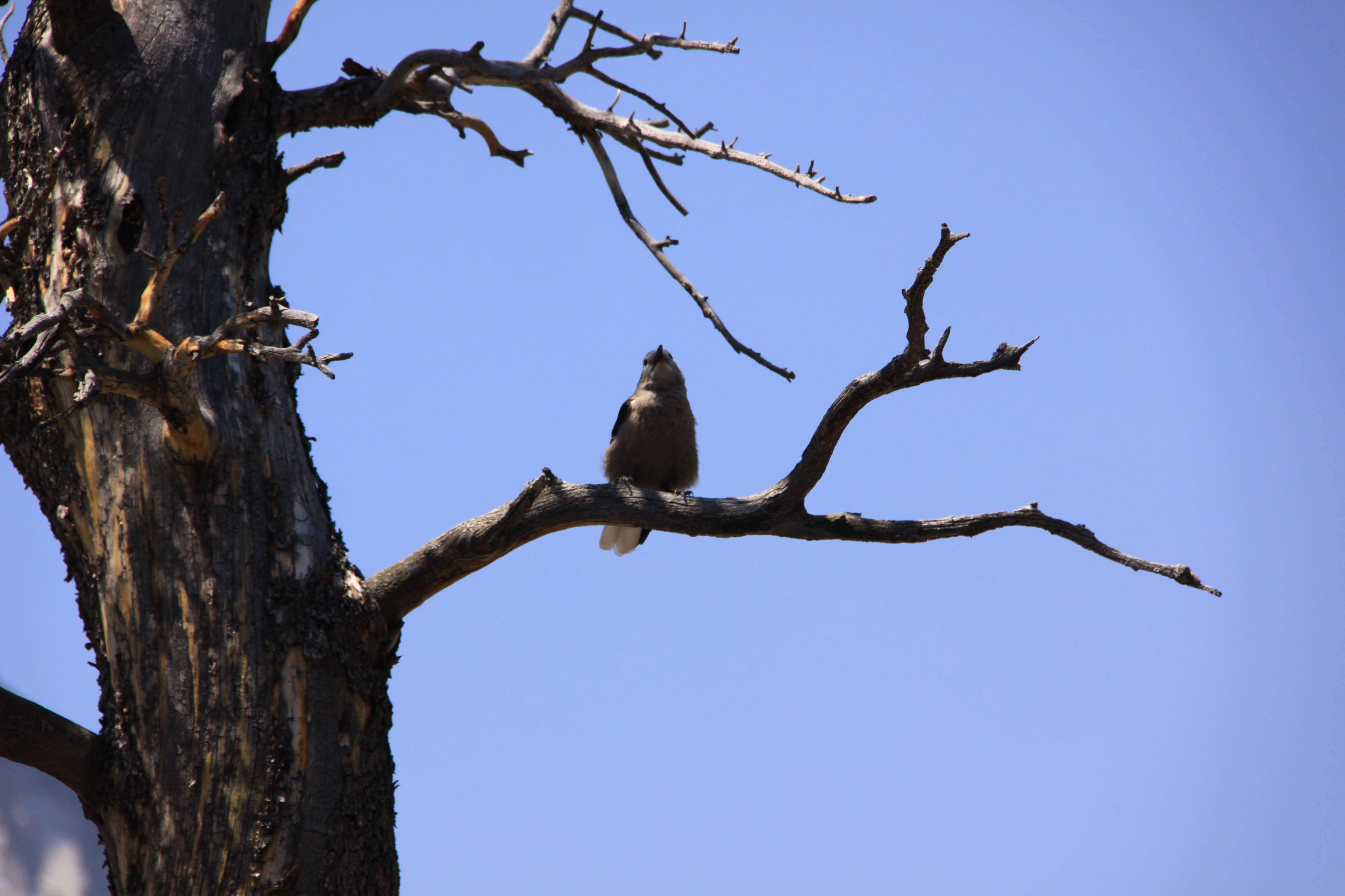 Tree with Bird